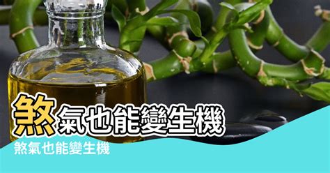 窗外有蜂巢 風水